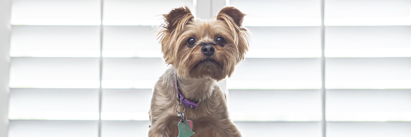 Dog in front of interior shutters in Houston