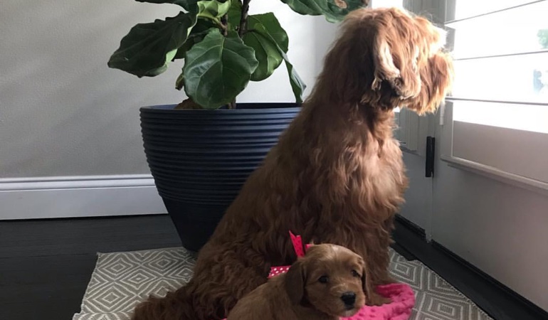 Your windows and doors need window treatments that even your pets can't harm. Dogs Looking Out Of Window Treatments